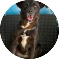 Imagem de um cão visivelmente feliz